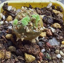Load image into Gallery viewer, Sarcocaulon peniculinum
