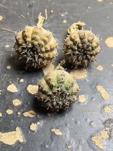 Load image into Gallery viewer, Gymnocalycium bodenbenderianum
