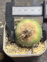 Load image into Gallery viewer, Astrophytum Asterias &#39;Purple&#39;
