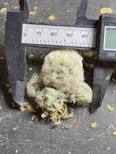 Load image into Gallery viewer, Mammillaria plumosa
