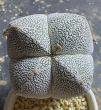 Load image into Gallery viewer, ASTROPHYTUM MYRIOSTIGMA CV. ONZUKA F. CRESTATA
