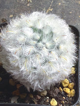 Load image into Gallery viewer, Mammillaria bocasana var. multilanata
