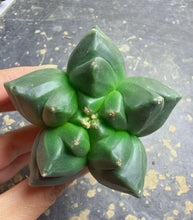 Load image into Gallery viewer, Astrophytum myriostigma 'Kikko'
