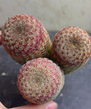 Load image into Gallery viewer, Echinocereus rigidissimus var.

