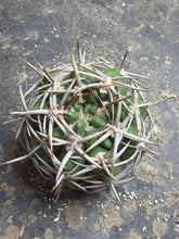 Load image into Gallery viewer, Gymnocalycium hybopleurum
