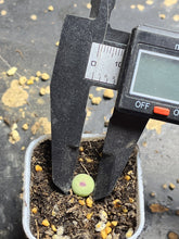 Load image into Gallery viewer, Conophytum pageae SE
