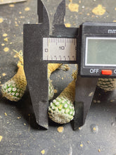 Load image into Gallery viewer, Turbinicarpus pseudopectinatus
