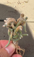 Load image into Gallery viewer, Anacampseros papyracea
