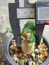 Load image into Gallery viewer, Euphorbia subapoda
