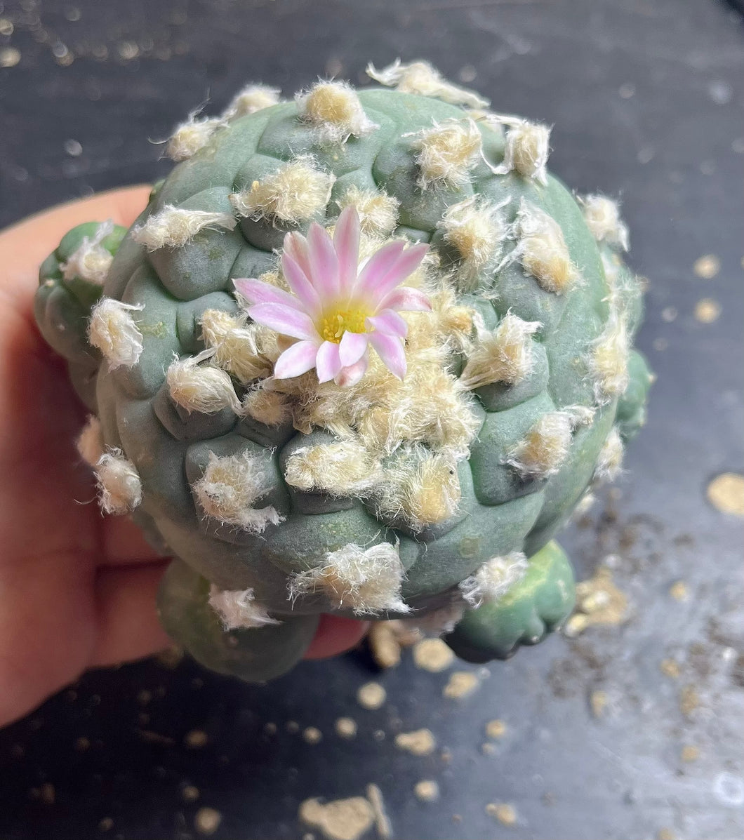 Lophophora peyote