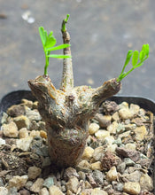 Load image into Gallery viewer, Senna meridionalis
