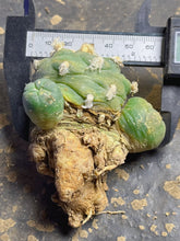 Load image into Gallery viewer, Lophophora peyote
