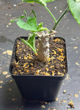 Load image into Gallery viewer, Corallocarpus bainesii
