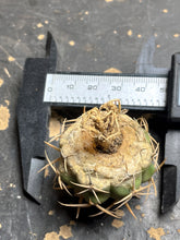Load image into Gallery viewer, Gymnocalycium ambatoense
