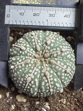 Load image into Gallery viewer, Astrophytum asterias
