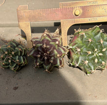 Load image into Gallery viewer, Gymnocalycium Friedrichii
