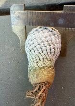 Load image into Gallery viewer, Mammillaria lasiacantha egregia
