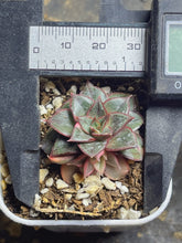 Load image into Gallery viewer, Echeveria Monocerotis variegated
