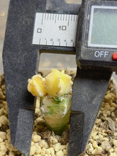 Load image into Gallery viewer, Astrophytum myriostigma variegated
