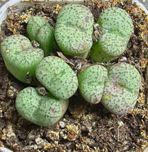 Load image into Gallery viewer, Conophytum mundum
