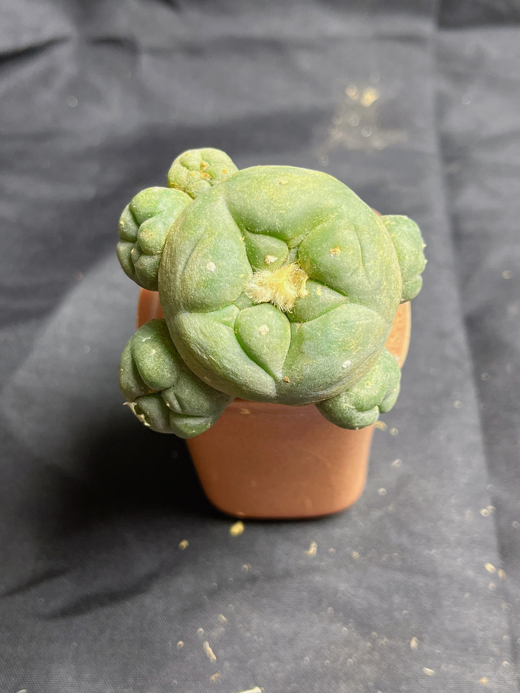 Lophophora peyote