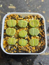 Load image into Gallery viewer, Lithops hallii ‘green soapstone ‘c111A(per)
