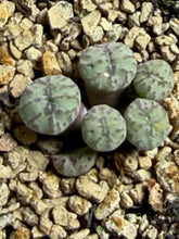 Load image into Gallery viewer, Conophytum mundum
