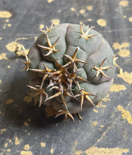 Load image into Gallery viewer, GYMNOCALYCIUM spegazzinii v.unguispinum
