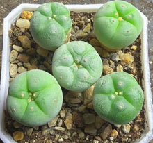 Load image into Gallery viewer, Lophophora peyote( each)
