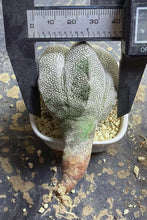 Load image into Gallery viewer, ASTROPHYTUM MYRIOSTIGMA CV. ONZUKA F. CRESTATA

