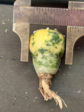 Load image into Gallery viewer, Astrophytum asterias Variegated
