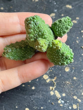 Load image into Gallery viewer, Pseudolithos mccoyi
