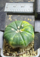 Load image into Gallery viewer, Astrophytum asterias Variegated
