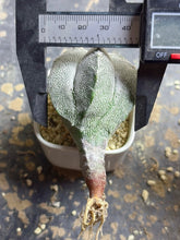 Load image into Gallery viewer, ASTROPHYTUM MYRIOSTIGMA CV. ONZUKA F. CRESTATA
