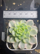 Load image into Gallery viewer, Echeveria &#39;Tinkerbell&#39; Variegated
