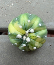 Load image into Gallery viewer, Astrophytum asterias Variegated
