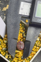 Load image into Gallery viewer, Conophytum minimum wittebergense X Conophytum ficiforme
