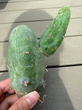 Load image into Gallery viewer, Echinopsis lageniformis f. monstruosa

