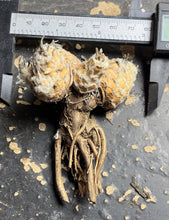 Load image into Gallery viewer, Othonna lepidocaulis
