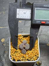 Load image into Gallery viewer, Conophytum minimum wittebergense
