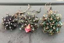 Load image into Gallery viewer, Gymnocalycium Friedrichii Variegated
