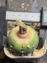 Load image into Gallery viewer, Astrophytum Asterias &#39;Purple&#39;
