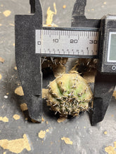 Load image into Gallery viewer, Gymnocalycium bodenbenderianum
