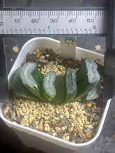 Load image into Gallery viewer, haworthia truncata variegated.
