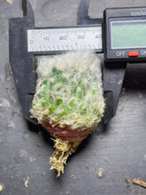Load image into Gallery viewer, Mammillaria bocasana - v multilanata
