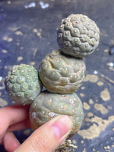 Load image into Gallery viewer, Tephrocactus geometricus
