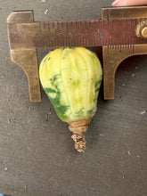 Load image into Gallery viewer, Astrophytum asterias Variegated
