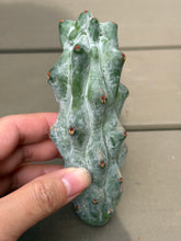 Load image into Gallery viewer, Spineless Gray‑Blue Column Cactus
