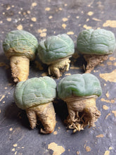 Load image into Gallery viewer, Lophophora peyote (each)

