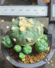 Load image into Gallery viewer, Lophophora peyote
